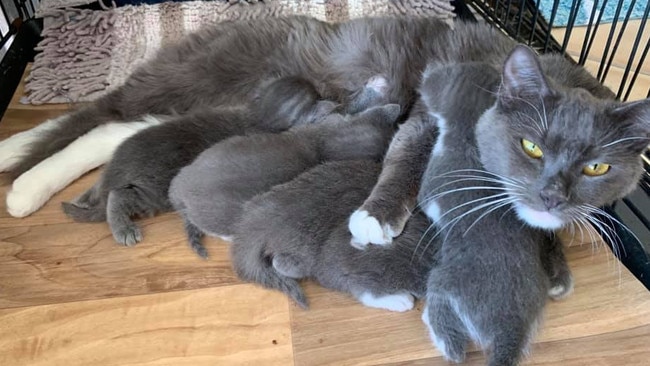 A cat and her babies were left in a box and dumped behind offices in Gladstone. Pic: Gladstone Animal Rescue Group Inc Facebook