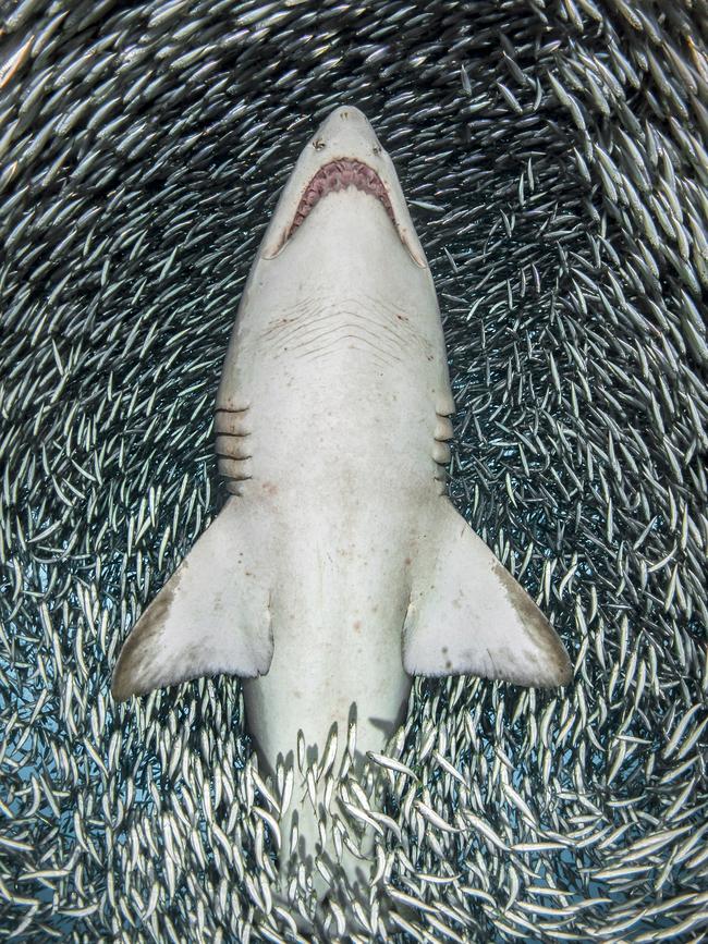 Ms Houppermans, 44, took the incredible series of photographs on July 10 and 11 in waters off the coast of Morehead City in North Carolina, where she has been shooting for the past eight years. PICTURE: TANYA HOUPPERMANS/CATERS