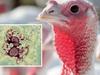 Man learns fate over bird-brained flu lockdown breach