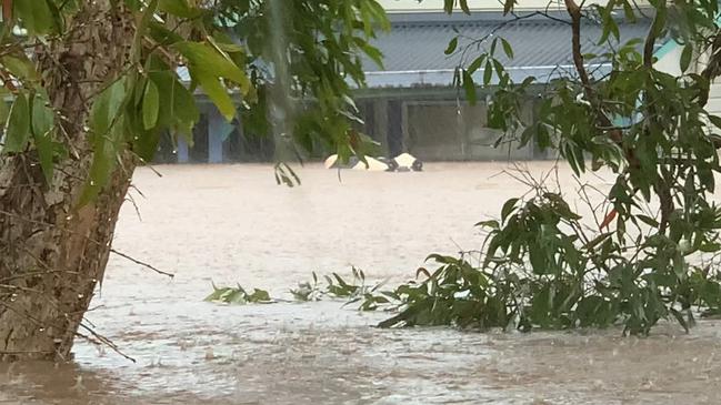 A cow floats in flood water on Cromer St in South Lismore.