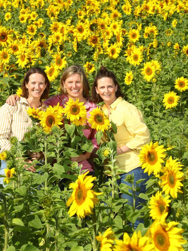 Abbey Galbraith, Anna Jenkins and Amy Brady in their sunflower crop at Modewarre. Picture: Alison Wynd