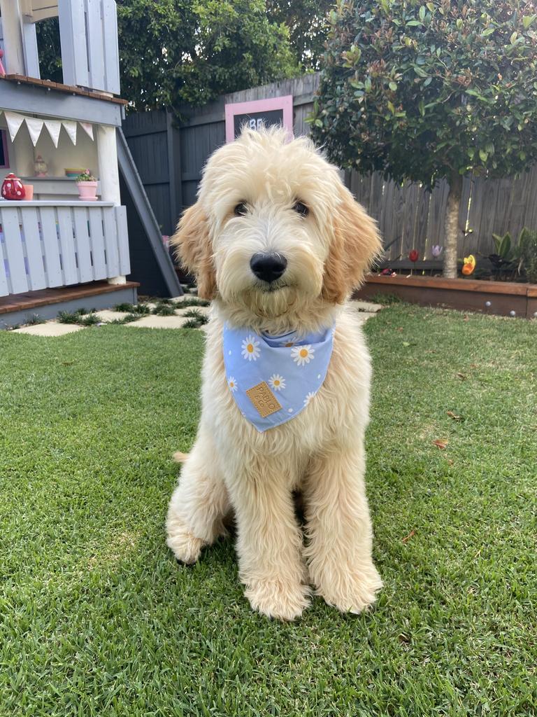 Layla waiting patiently for her treat, good girl! Picture: Sarah Burton