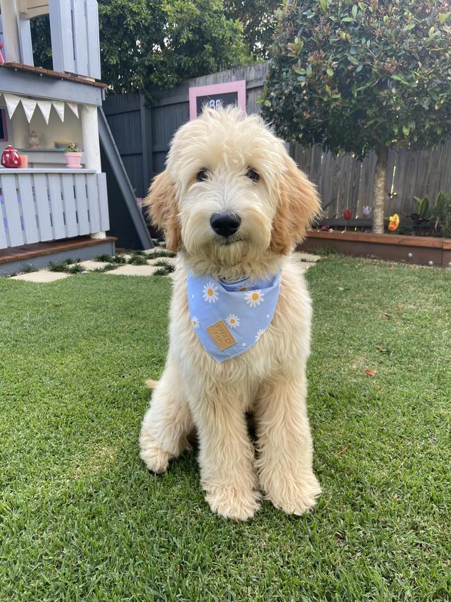 Layla waiting patiently for her treat, good girl! Picture: Sarah Burton
