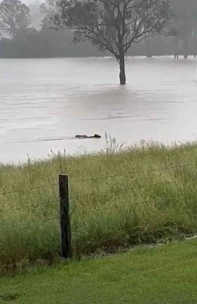 Video shows one of the animals was able to swim from the floodwaters safely to shore.