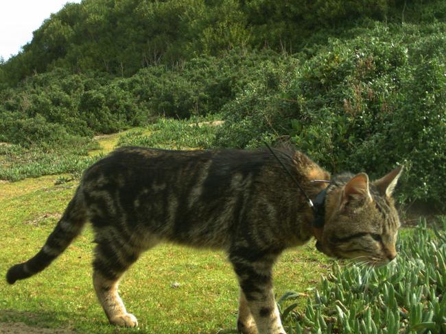 A cat fitted with a GPS collar.