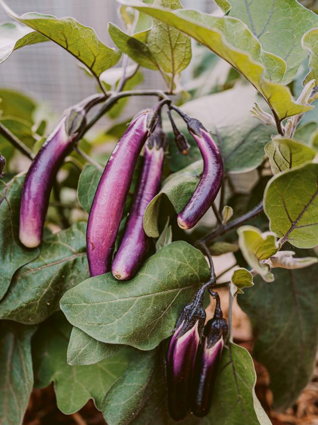 Ping Tung Long eggplant