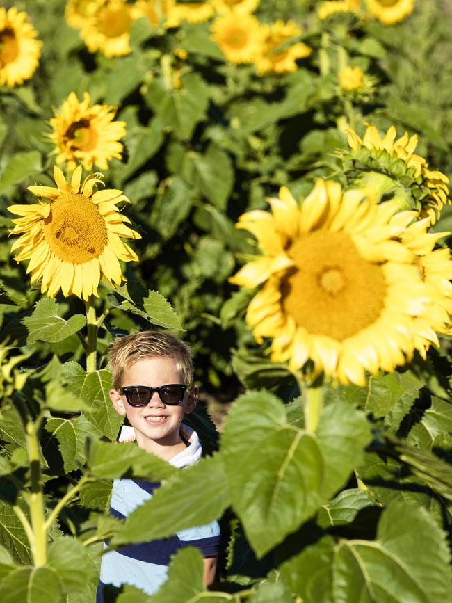 Ollie Britt in among some his families sunflower crop.