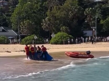 Lifeguards carry the dolphin out of the water at Shelly Beach. Picture: Josh Bollen