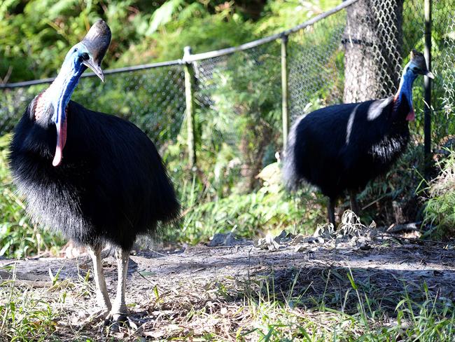 Keepers with riot shields step into cassowary love battle | Daily Telegraph