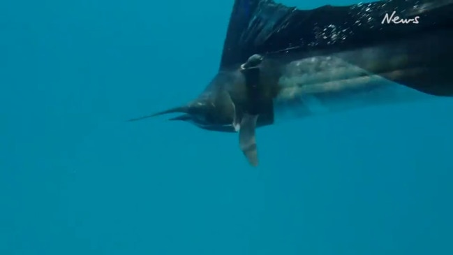 Billfish tagged of Groote Eylandt coast