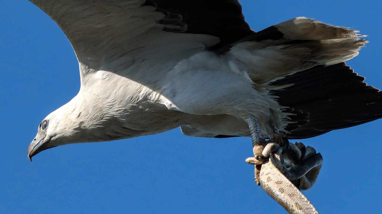 White-bellied sea eagle captures a huge sea snake. Picture: Glen Vidler.