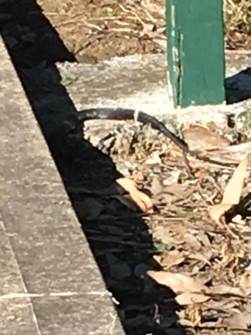 A red belly black snake seen by Lisa Douglas on a path in Centennial Oval, Wallgate Ave Rouse Hill.