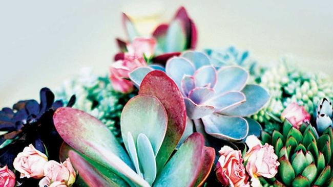 Succulents are one of the easiest plants to grow and offer a huge range of shapes and colours.