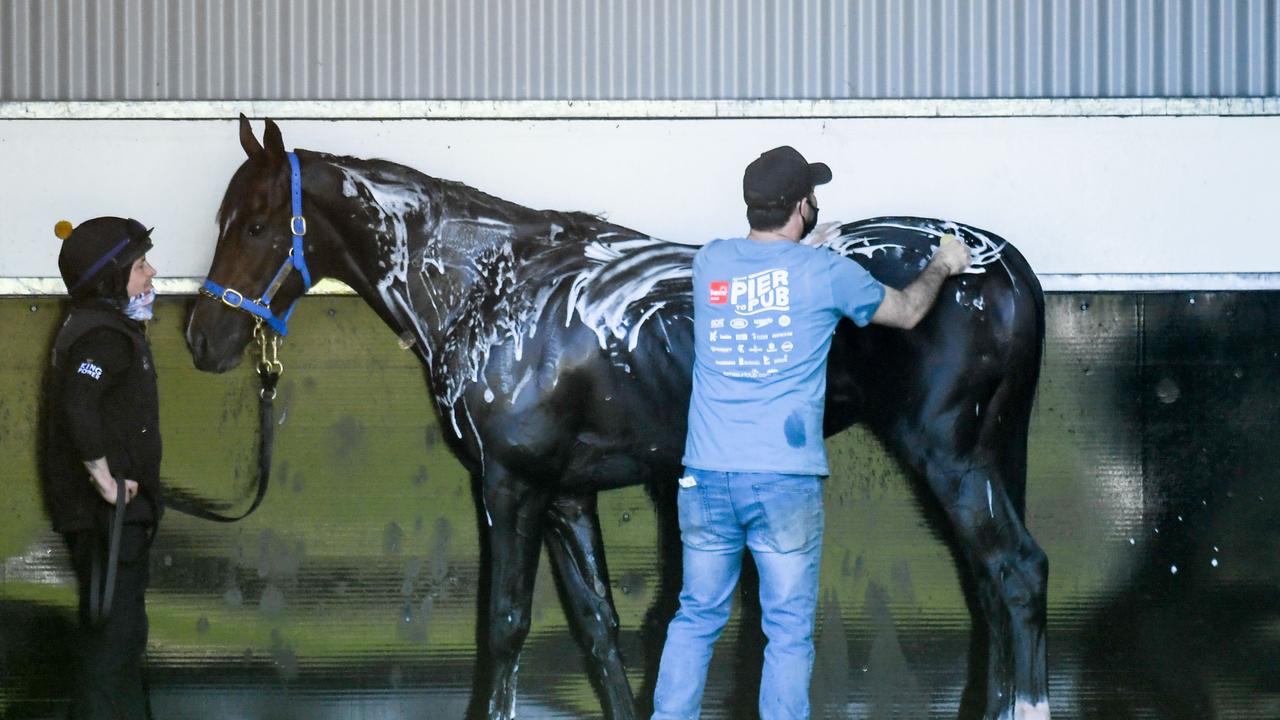 Spanish Mission enjoys a shampoo following trackwork at Werribee Racecourse.