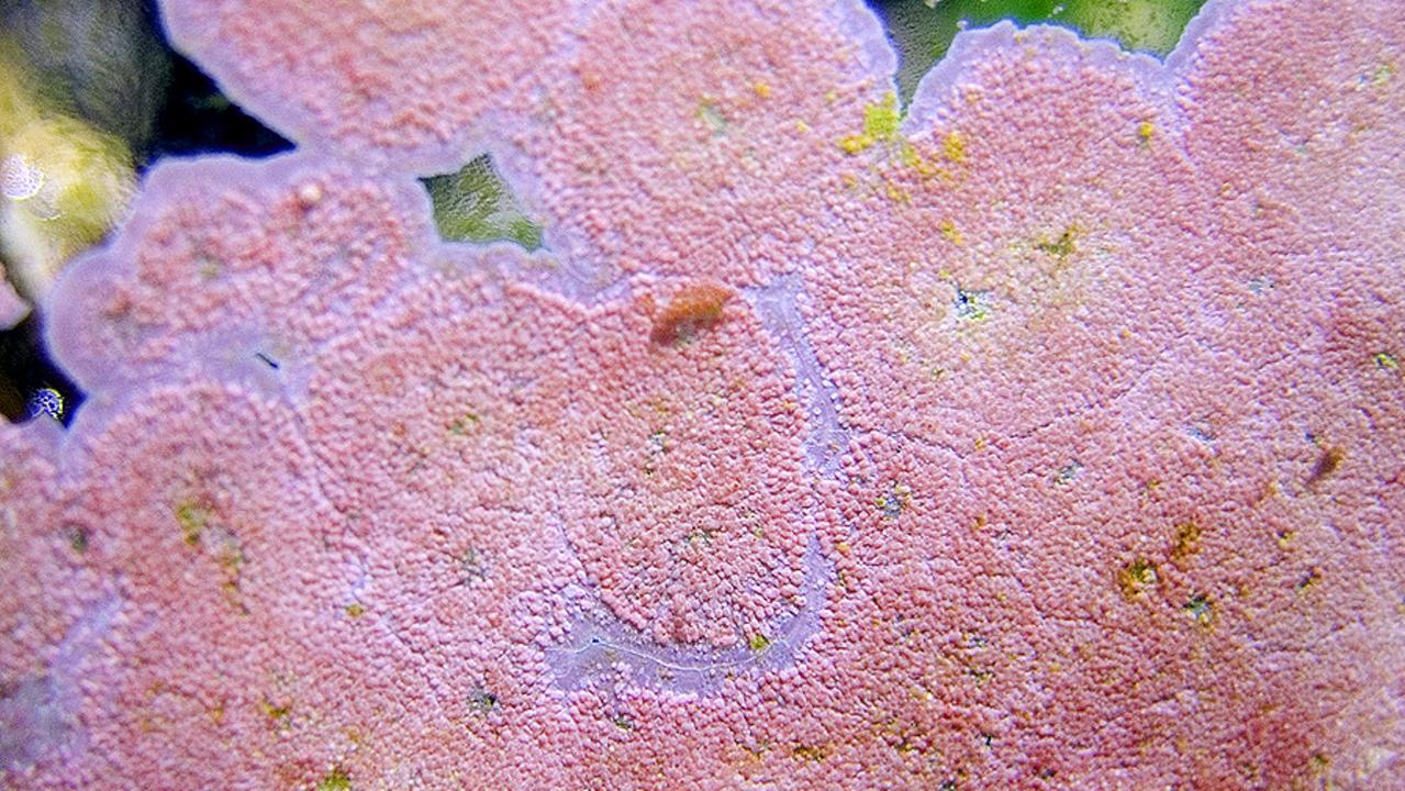 Queensland's Boondall Wetlands turns pink due to algae