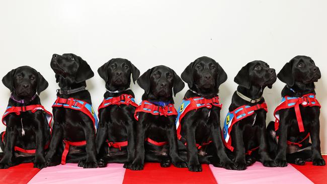 Puppies like those in the ‘E-litter’ will go on to support children and adults with physical and psychosocial disabilities, such as severe PTS and complex autism. Picture: Tim Hunter.