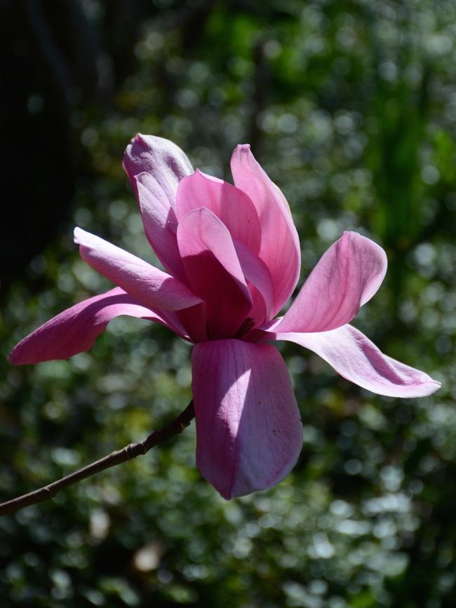 Magnolia ‘Star Wars’.