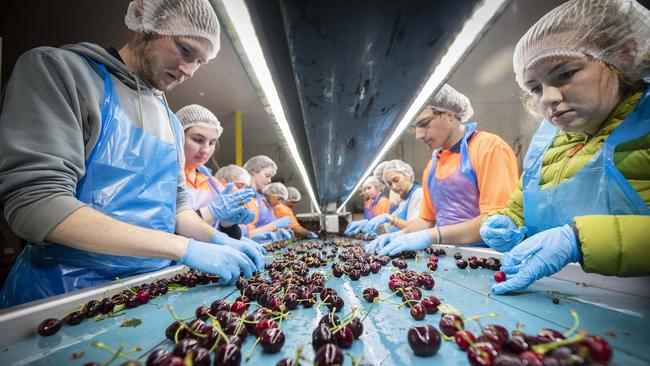 Tasmanian cherries being graded in the packing shed. Picture: Chris Kidd