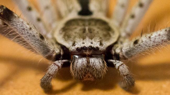 Why spiders don't stick to their webs - Australian Geographic