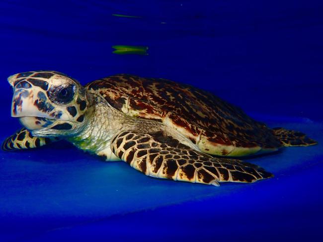 Billy the Hawksbill Turtle was rescued off Heron Island and currently recovering at the Quoin Island Turtle Rehabilitation Centre.