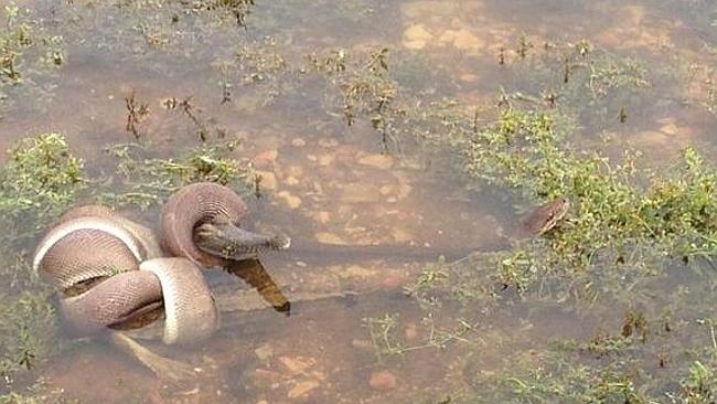 Choker hold. The snake slowly squeezes the life out of the crocodile. Picture: Tiffany Corlis