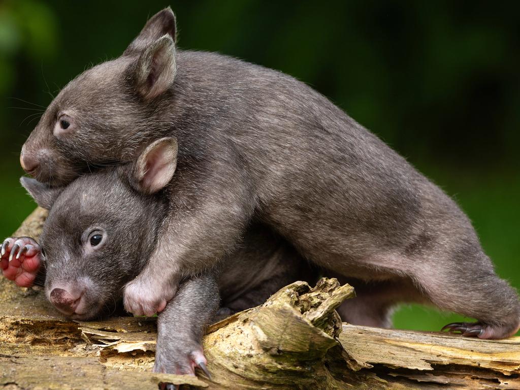 <p>It wouldn&rsquo;t be a year in pictures without some baby animals, and here&rsquo;s baby wombats Ebony and Eddie at Lockys Legacy. Baby Picture: Mark Stewart</p>