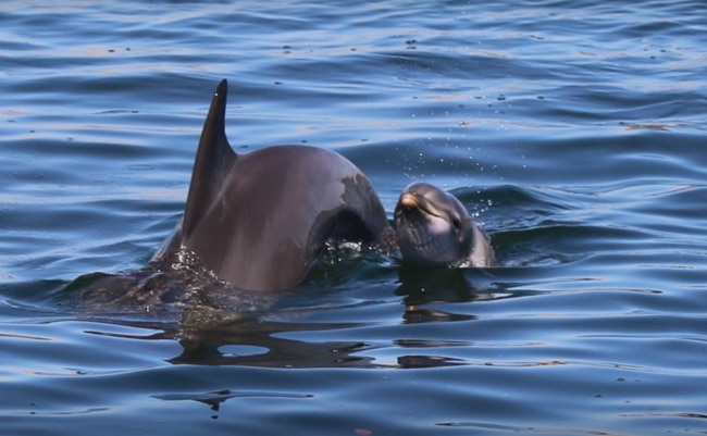 Boaties urged to be careful around three new Port River baby dolphins ...