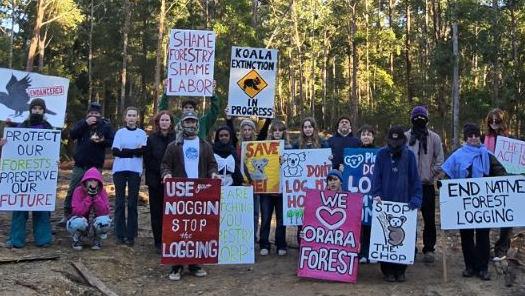 Protesters at Orara East State Forest on Tuesday, June 11, 2024. Picture: Supplied