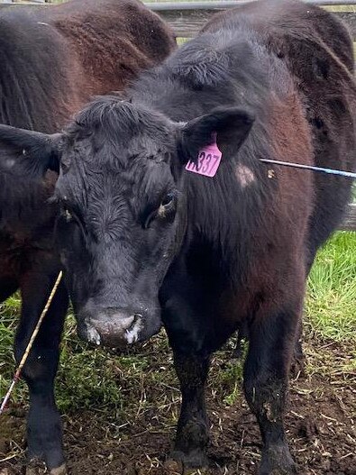 An arrow was removed from this steer at an Armstrong Creek property.