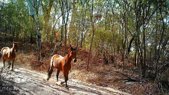 The remaining brumbies on Fraser Island. Picture: Contributed