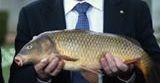 AUSPOL:    MP Barnaby Joyce Is Pretty Upset About Carp, Wants to Kill Them Using Herpes Virus   June 06