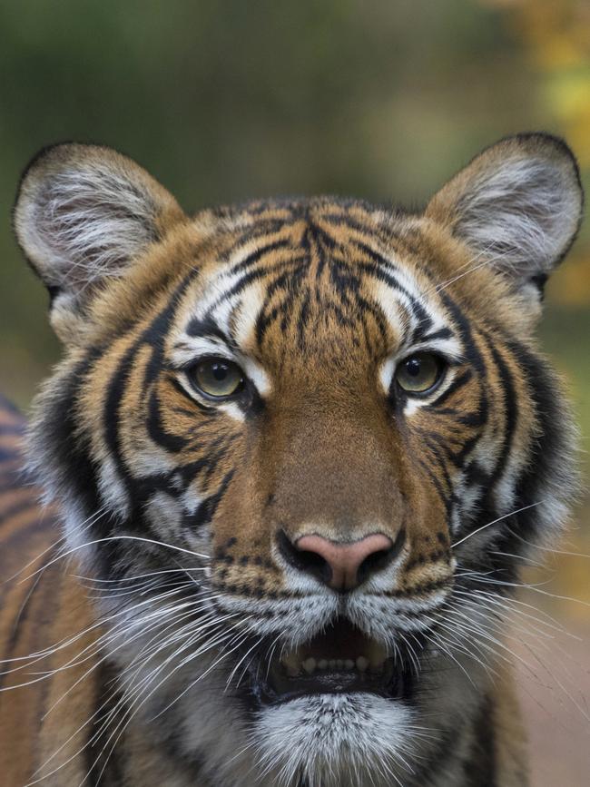 Nadia, a Malayan tiger at the Bronx Zoo, contracted the coronavirus. Picture: AP.