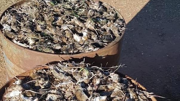 Farmers from across the state reported catching hundreds of mice a night earlier this year, like at this farm in Pilliga. Picture: Paul Phelps