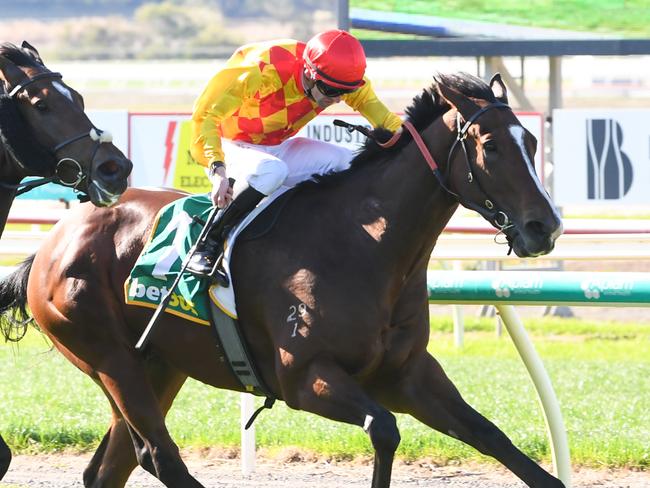The second edition of the Cliff Brown-trained Forest Jim will be out to complete two wins in a row when he heads to Flemington on Saturday. Picture: Racing Photos via Getty Images.