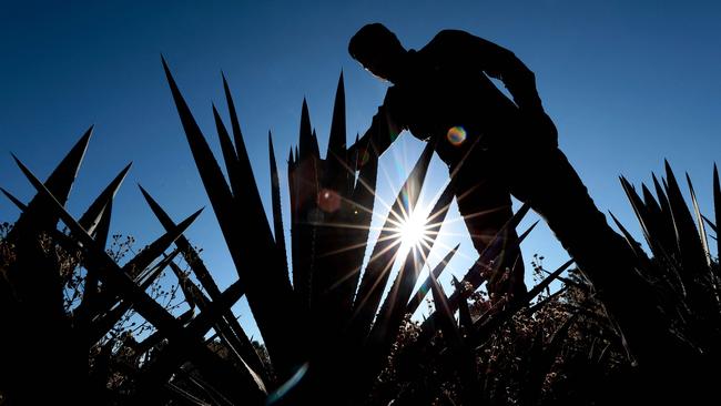 A producer checks a plantation of agave, which is a raw material for tequila production, at Tepatitlan in Mexico’s Jalisco State, after news of the US tariffs. Picture: AFP