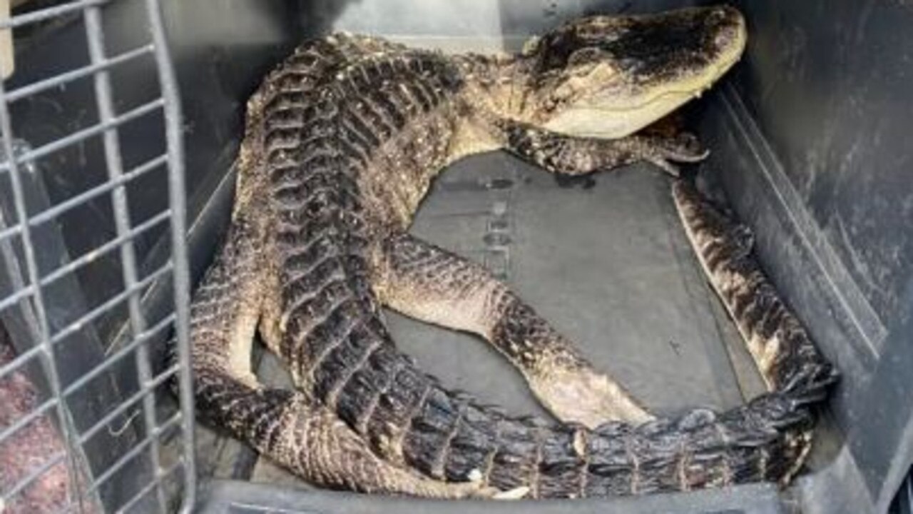 ‘Godzilla’ alligator discovered in lake