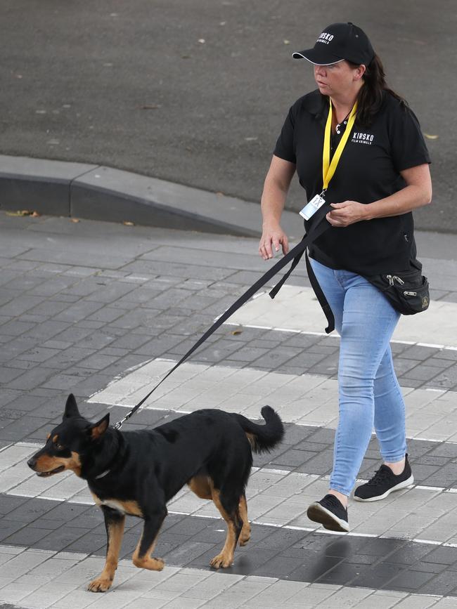 The kelpie pictured with a handler. Picture: John Grainger