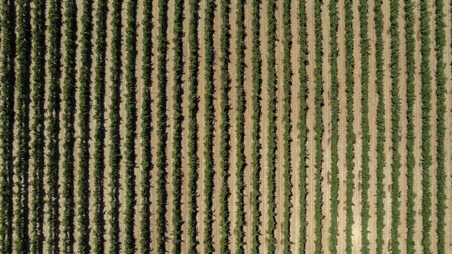 Red wine grape growers are leaving their grapes to wither on the vine, as ABARES predicts prices to drop further over the next few years. Picture: Zoe Phillips