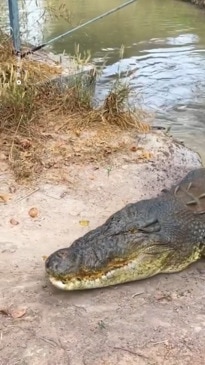 Crocodile attacks out of nowhere