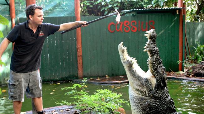 Under the new KAP bill viability of using state land as croc sanctuaries would be investigated. Toody Scott feeds Cassius at Green Island which is the world's biggest crocodile in captivity. AFP PHOTO / MARINELAND MELANESIA