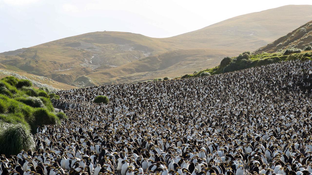 A royal penguin colony at Sandy Bay. Picture: Ryan Osland