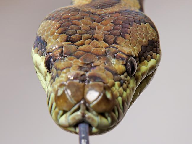 Sydney Zoo will re-open to the public on Friday 15th October after Greater Sydney was placed into a Covid lockdown for 15 weeks. The Carpet Python is looking forward to crowds coming again. Picture: Toby Zerna