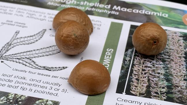 Marquis Macadamias (Australia)