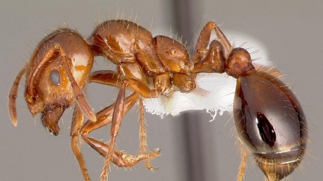 A red fire ant.