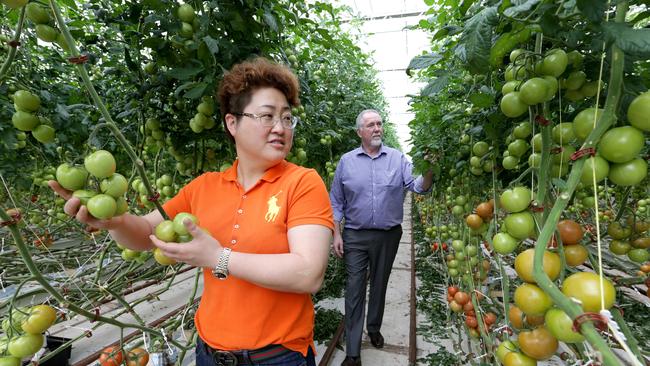 Sally Zou and Jim Kelly, managing director of Adelaide based agricultural organisation Arris, in a tomato growhouse at Virginia.