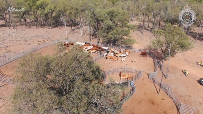 Police crackdown on cattle rustlers