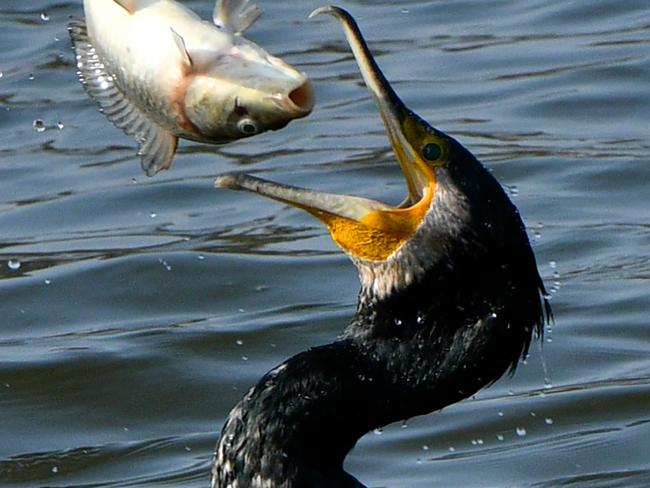 A great cormorant catches a fish in the waters of Taudaha Lake on the outskirts of Kathmandu on February 3, 2021. (Photo by PRAKASH MATHEMA / AFP)