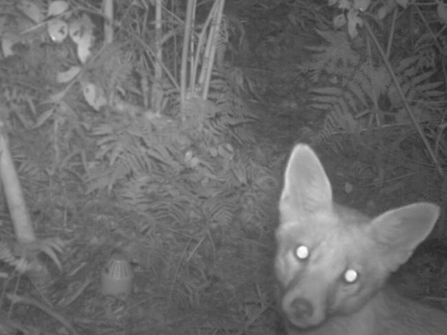 A screen shot of the fox that has killed 26 little penguins at North Head in 2015. Picture: NSW National Parks and Wildlife Service