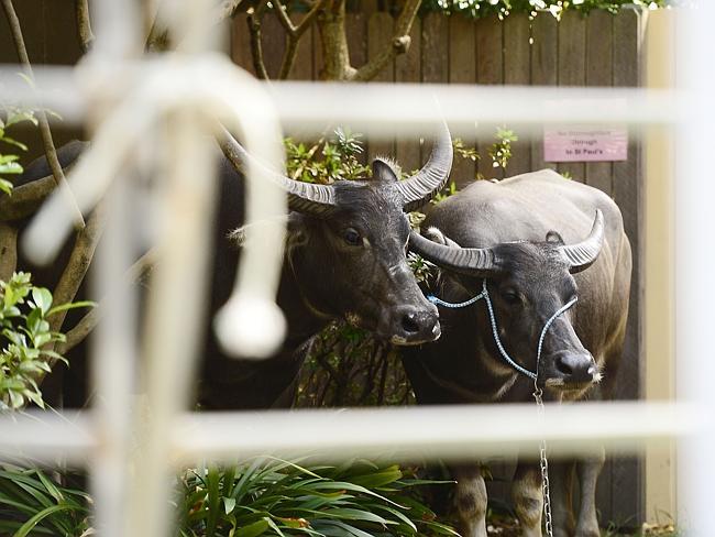 The Buffalo hole up in a Newtown yard. Picture: John Appleyard