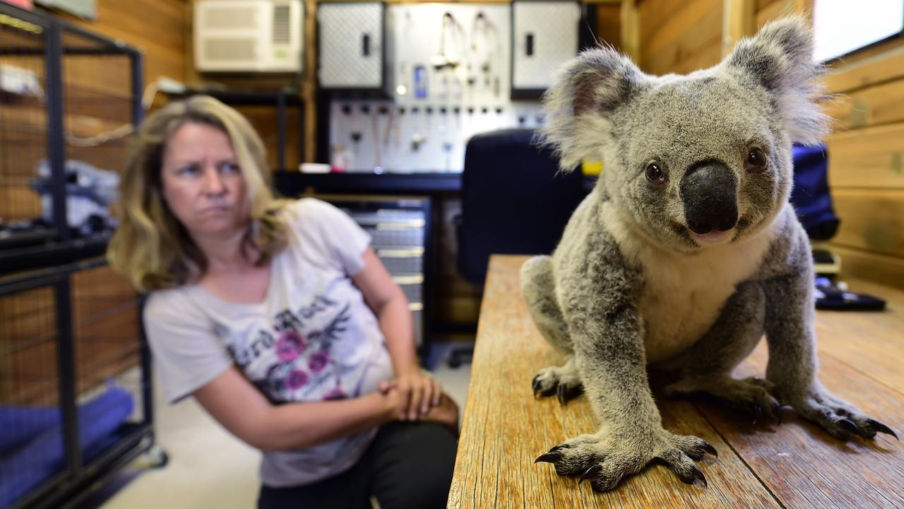 Magnetic Island Hospital for further research about koala populations on the island |